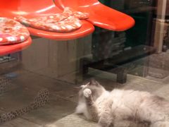 -猫咪博物馆(顶澳仔猫街店)