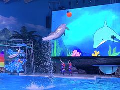-海合安武汉极地海洋公园