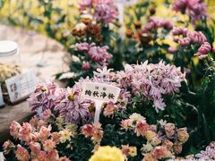 -南山植物园