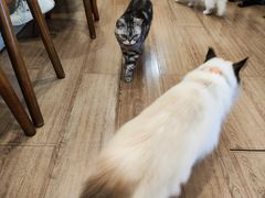 -有猫主题·治愈系猫咖(曾厝垵店)