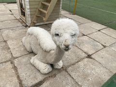 -南宫五洲植物乐园