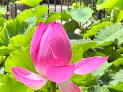 -莲花池公园