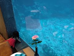 -海棠湾洲际-涛·海底餐厅·美人鱼·自助餐·海底隧道