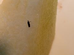 -比格比萨自助(万柳华联店)