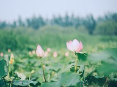 -西青郊野公园