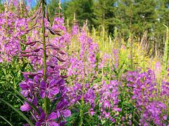 -塞罕坝国家级自然保护区