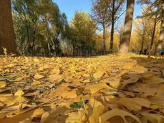 景点-东郊湿地公园