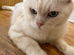 -是阿柴呀！柴犬咖啡·爱喵喵猫咖