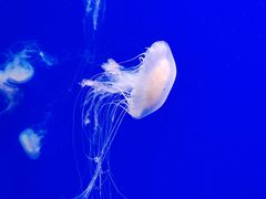 -江和美海洋公园