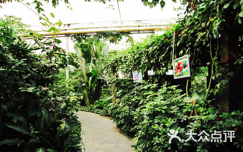 金稼园农庄自己栽培的猕猴桃图片-北京江浙菜-大众点评网