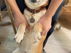 -柴犬高等学院·狗咖·柴犬售卖·宠物训练