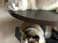 -蓝鲸·缅因猫舍