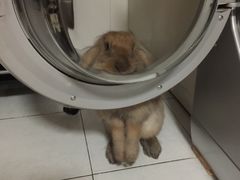 -宠物兔专门店(天丰利市场店)