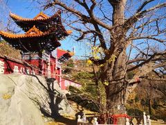 -遵化市禅林寺古银杏风景园