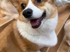 -和它·交个朋友·狗咖猫咖(爱琴海店)