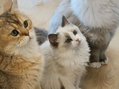 -有喵·猫咖·狗咖·30几只猫10只小狗(岗厦店)