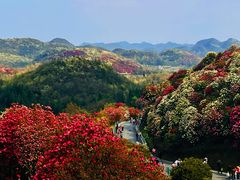 -贵州百里杜鹃风景名胜区
