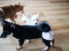 -柴犬小屋·柴餐厅·狗咖食堂(金鼎广场店)