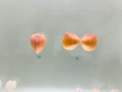 -青岛贝壳博物馆