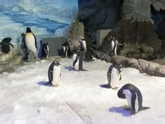 -成都浩海立方海洋公园