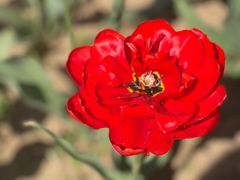 -北京国际鲜花港