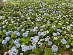 -上海吴淞炮台湾国家湿地公园