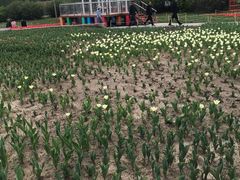 -长春公园(普阳街道)