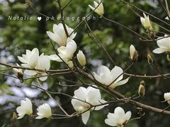 -广州市流溪河国家森林公园