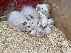-上海大自然野生昆虫馆