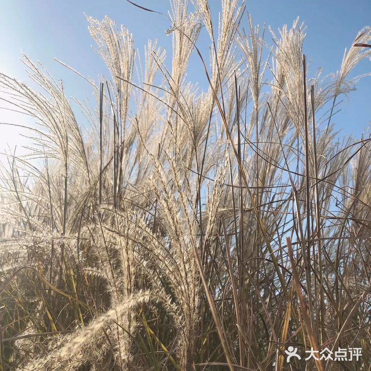 芦苇  风总是不闲着，吹谢了百花，吹落了秋叶