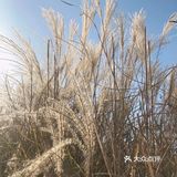 芦苇  风总是不闲着，吹谢了百花，吹落了秋叶