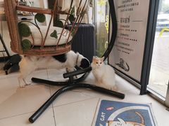 -平行世界·猫咖(首经贸店)