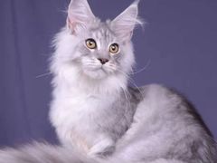 -十年猫舍·猫咪专门店(普陀店)
