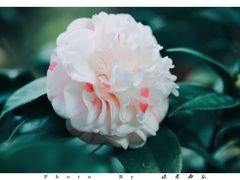 -金花茶公园