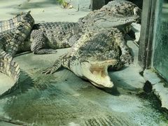 -大连森林动物园