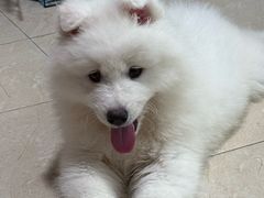 -博特宠物医院24h犬猫全科.骨科·异宠