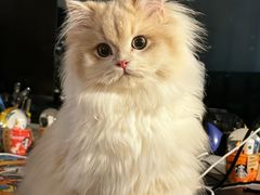 -lincat·猫舍(广州店)