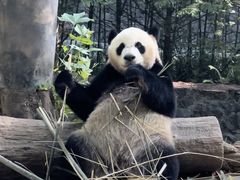 -都江堰中华大熊猫苑