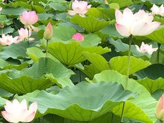 -三圣花乡旅游区