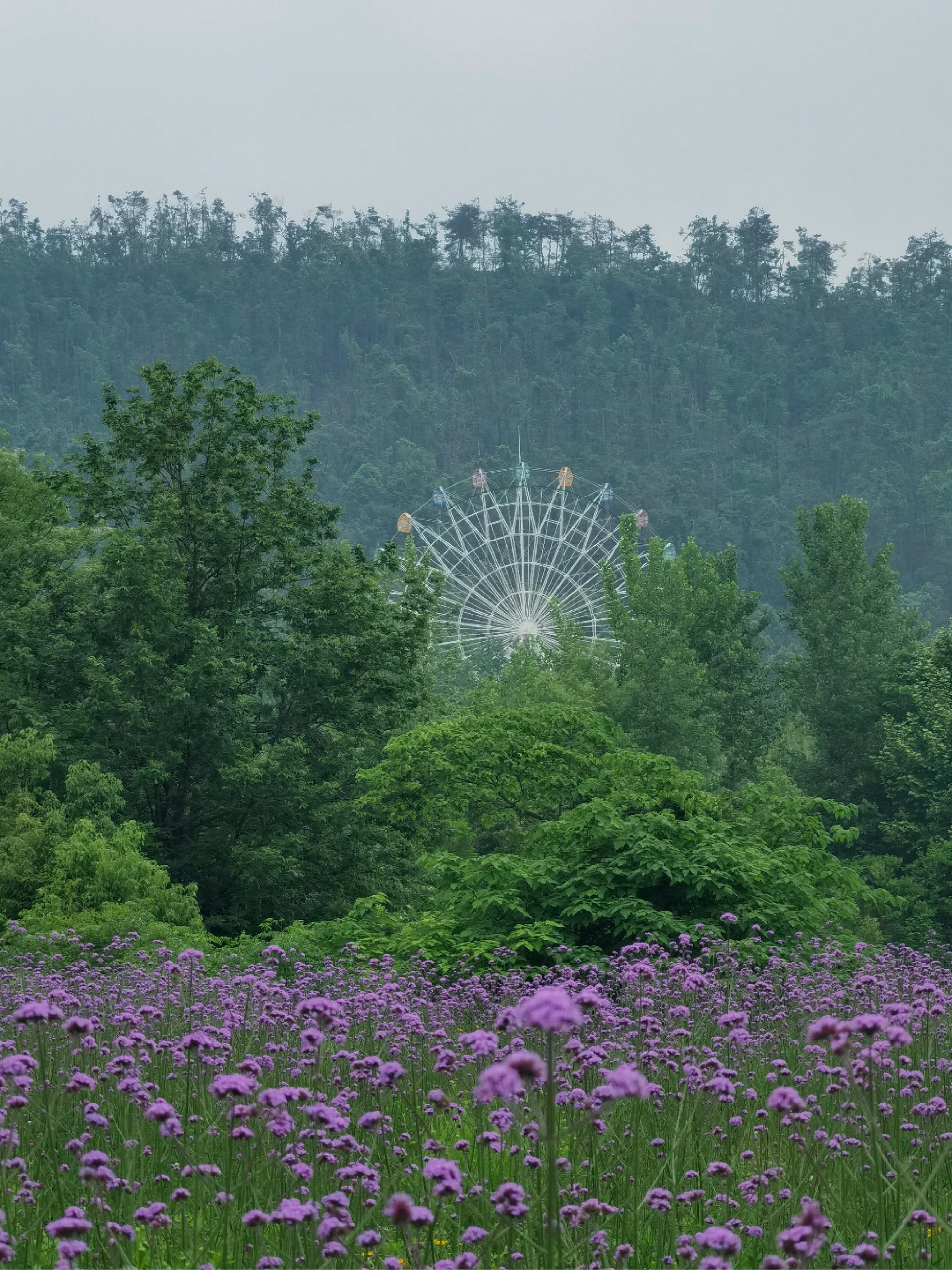 漫步紫色花海,心情美如画