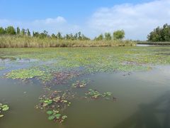 -野鸭湖国家湿地公园
