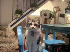 CIMG0054-Sirena海妖日咖夜酒