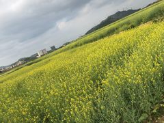 -光明小镇欢乐田园