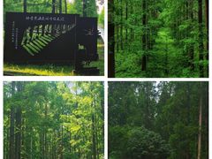 -黄海国家森林公园