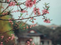 -南汇桃花村