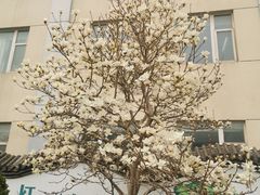 -黄村公园