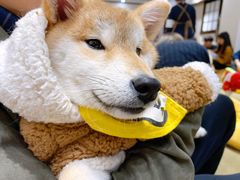 -逗柴咖啡屋·狗咖猫咖宠物桌游