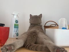 -灵美宠物诊所