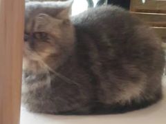 -喵园·猫主题咖啡厅·撸猫·猫咖(国贸店)