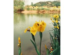 -淇河国家湿地公园